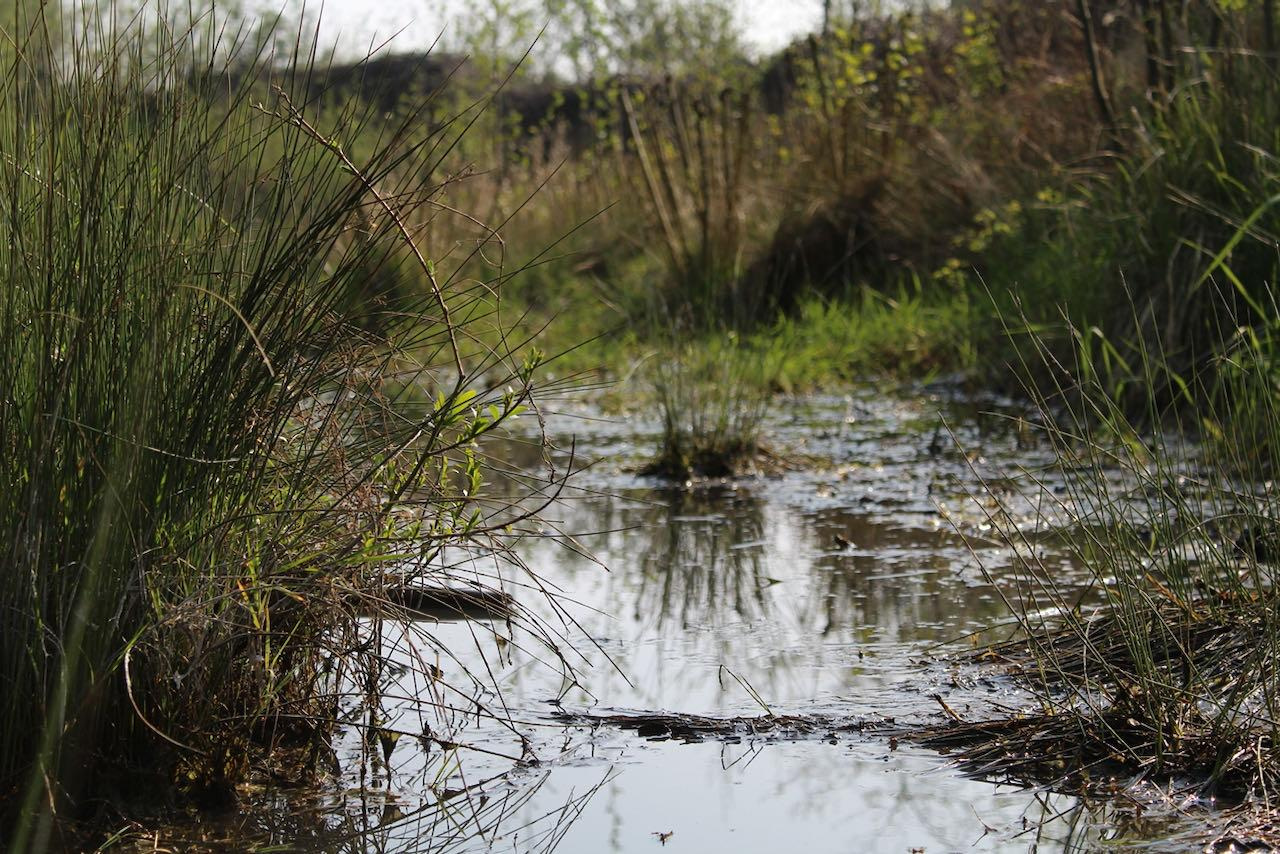 Marshland and reeds at Park Tour & Taxis in Brussels, photographed during Caroline Claus’s sonic research.